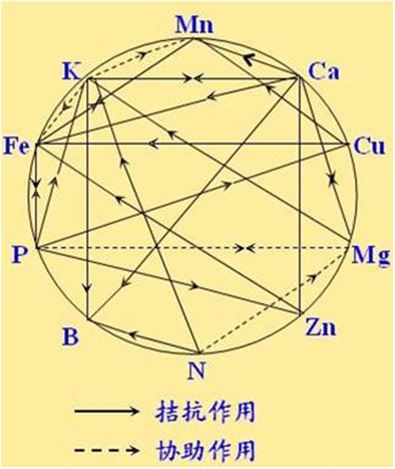 原料型鉀肥和鎂肥為什么會發(fā)生拮抗？