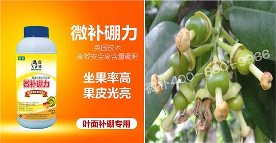 蜜柚促花壯花除了補(bǔ)磷還需要補(bǔ)硼鋅？