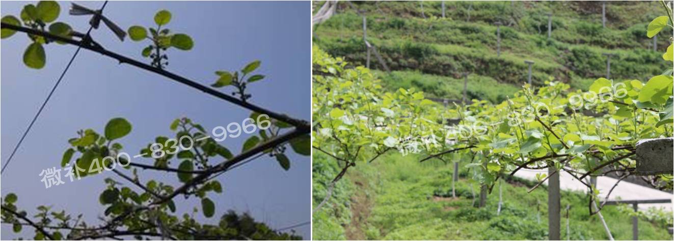 獼猴桃萌芽期如何施肥，才能促進(jìn)萌芽齊、萌芽壯？