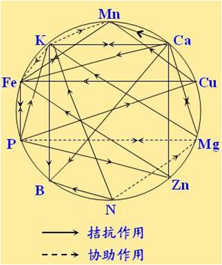 原料型鉀肥和鎂肥為什么會發(fā)生拮抗？