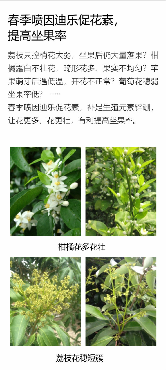 因迪樂(lè)有機(jī)促花素手機(jī)_05.jpg