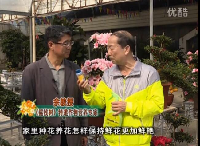 20160118珠江臺搖錢樹：家庭花卉用綠夫人600度鮮花營養(yǎng)液，花開鮮艷、花期長