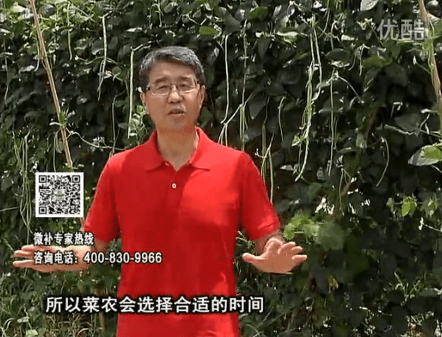 20160718珠江臺(tái)搖錢(qián)樹(shù)：瓜果蔬菜用微補(bǔ)水肥方案，結(jié)果多、有產(chǎn)量