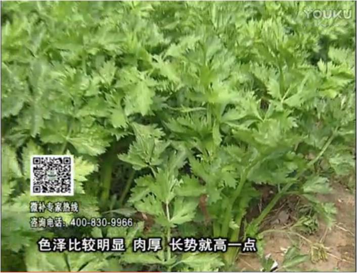 20170109珠江臺(tái)搖錢(qián)樹(shù)：葉菜如何種？長(zhǎng)勢(shì)好又高產(chǎn)！