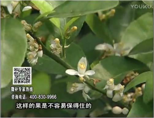 20170313珠江臺搖錢樹：柑橘淋沖微補根力鈣+精力，噴微補花力+硼力，來花健壯，預(yù)防減少弱花畸形花